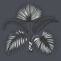 Detailed illustration of tropical palm plant featuring large, fan shaped leaves and slender stems, creating striking visual impact
