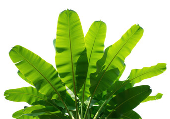 Isolated Vibrant Green Banana Leaves Tropical Foliage © Matteo