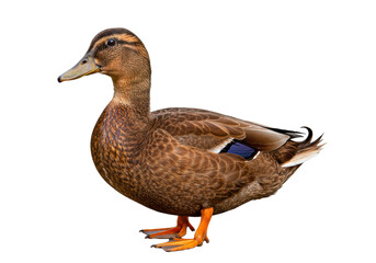 Isolated Female Mallard Duck with Detailed Plumage