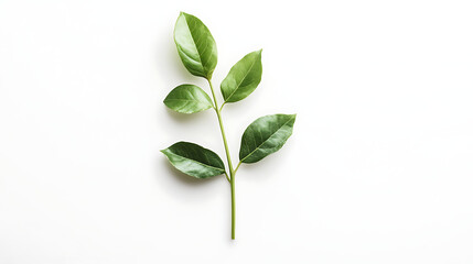 Obraz premium green plant isolated on white background