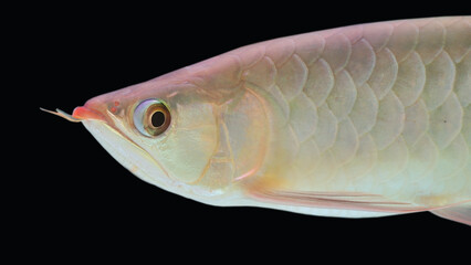Arowana fish