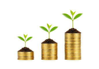 Isolated Seedlings Growing from Stacks of Coins Showing Financial Growth