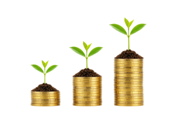 Isolated Seedlings Growing from Stacks of Coins Showing Financial Growth