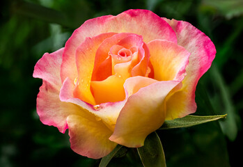 single yellow rose