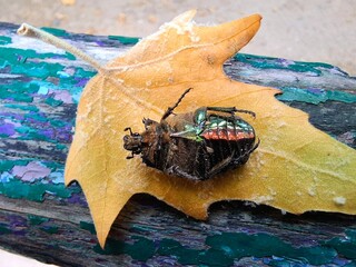 close-up of a large hairy bronze beetle with a shiny shell lying on its wings on the surface of a...