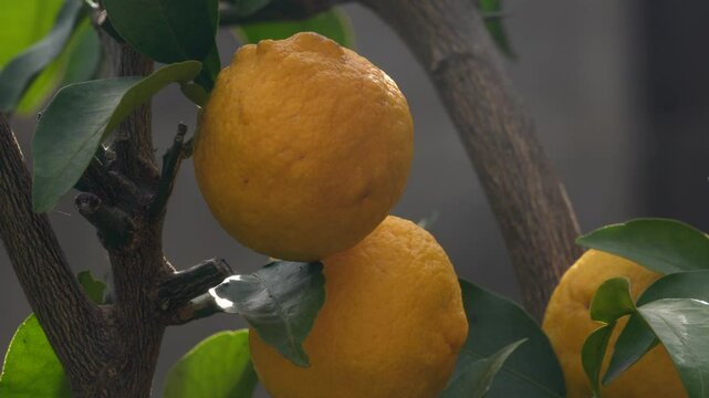 Yuzu fruits are growing in the field in suburbs of Fukuoka city, JAPAN. without sounds