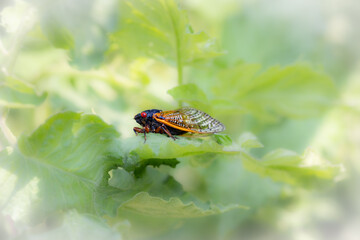 Cicada insect on green background