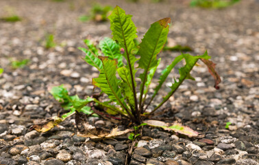 Resilient green plants thrive amid cracked pavement in an urban setting during late spring