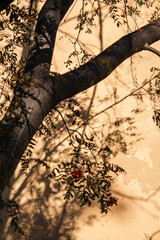 rowan tree shadows in autumn