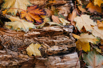 textured log in autumn leaves