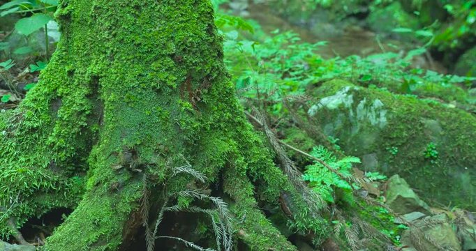 苔むした木の根元