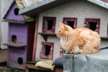 red cat at an animal shelter