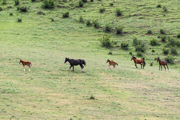 Horses with foals galloping on a green mountain slope in the Chui Valley of Kyrgyzstan.