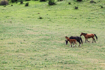 Horses with foals graze on a green mountain slope in the Chui Valley of Kyrgyzstan.