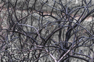 Abstract background of charred branches. Selective focus.