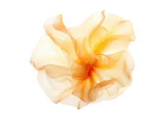 orange texture rose flower design isolated on white or transparent png