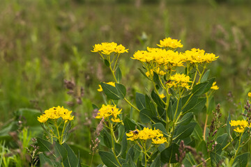 Yellow meadow flowers honey plants. Natural background, selective focus.