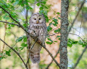 The Ural owl (Strix uralensis) in forest environment