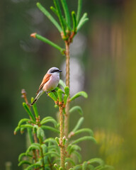 The red-backed shrike (Lanius collurio), carnivorous passerine bird