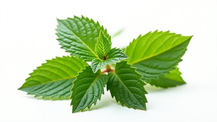 Vibrant Mint Leaves: A close-up shot of fresh, vibrant mint leaves, showcasing their lush green color and intricate textures. A symbol of freshness, vitality, and natural goodness.