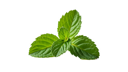 Minty Freshness: A vibrant close-up of fresh mint leaves, showcasing their lush green color, intricate texture, and aromatic allure. Perfect for culinary, medicinal, and refreshing concepts.