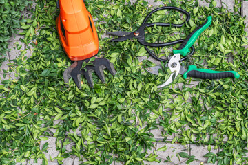 Garden shears, pruning shears and electric trimmer lie on cut boxwood leaves. Topiary pruning of...