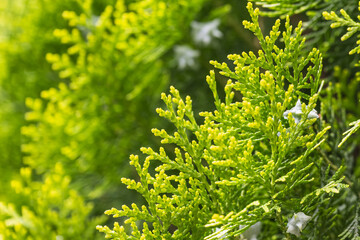 Blurred nature background with biota branches.