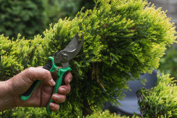 A gardener makes a decorative trimming of a juniper with pruning shears. Topiary pruning of...