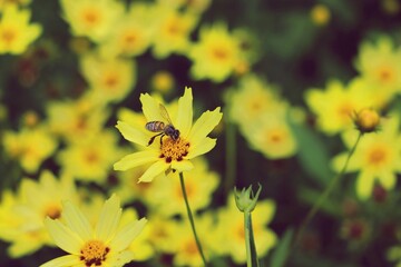 Honey bee eating nectar on yellow flower
