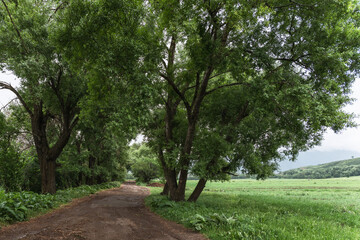 Trees along a country road on a cloudy summer day. Local nature travel.