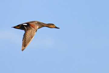 Schnatterente im Flug
