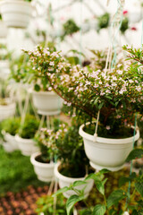 Blissful greens thriving in a serene greenhouse sanctuary filled with life