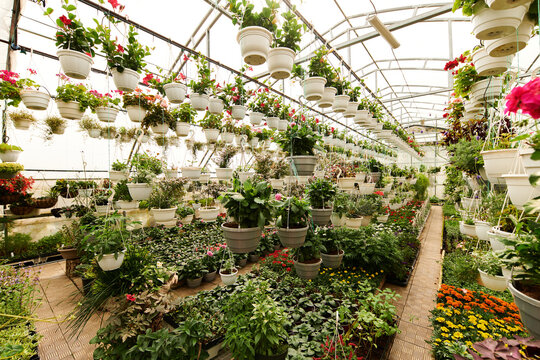 Lush green plants thrive in serene greenhouse environment filled with life