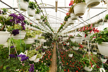 Vibrant plants thrive in a sunny greenhouse full of life and color © Bliss