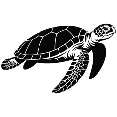 turtle on a white background
