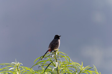 red vented bulbul on the branch