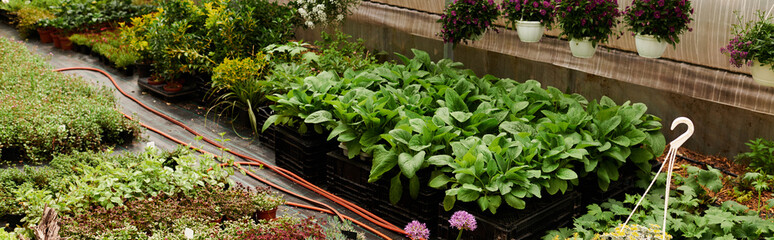 Green plants flourish in greenhouse creating a vibrant oasis of growth and tranquility