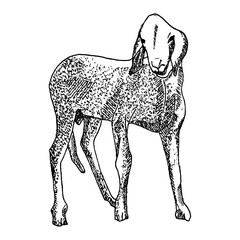Hand-Drawn Nubian Goat Illustration with Transparent Background