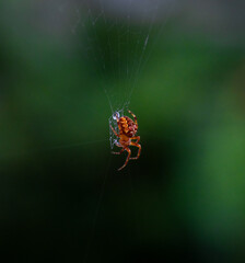 Spider on Web 
macro