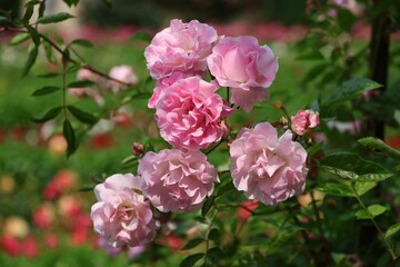 Blooming pink roses in a garden.