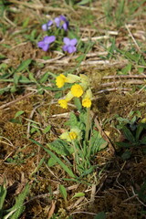 Primel, primula veris, echte schlüsselblume, schlüsselblumen, 