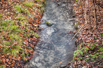 Small clear mountains river flowing through the forest with autumn leafs around, close up, North Rhine-Westphalia, Germany