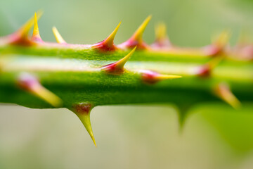 Macro photograph of the green-yellow-reddish thorns on a blackberry shoot.The blackberry is an edible
fruit produced by many species in the genus Rubus in the family Rosaceae. Blurred background.