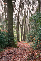 Small forest path with brown autumn leafs on the ground between green forest trees and bushes, moody grey winter, North Rhine-Westphalia, Germany