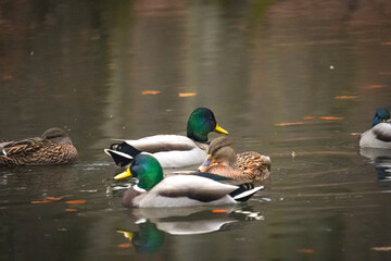 Small group of Mallard ducks (Anas platyrhynchos) floating and swimming in black color water, North Rhine-Westphalia, Germany