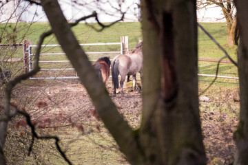 Horses standing in a field and are frames by a tree trunk silhouette, North Rhine-Westphalia,...