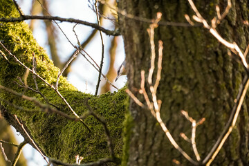 Eurasian nuthatch (Sitta europaea) leaning from behind the tree with a nut in the beak, North...