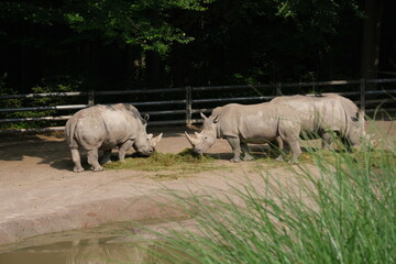 Obraz premium Rhinos in the wild. Rhinos in the zoo. 