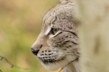 Fototapeta premium lynx, portrait, snout, muzzle, eue, whiskers, hidden, high quality, lynx lynx, eurasian