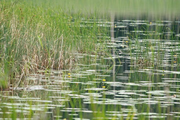 swamp, marsh, wetland, aquatic vegetation, floating leaves, ecosystem, aquatic